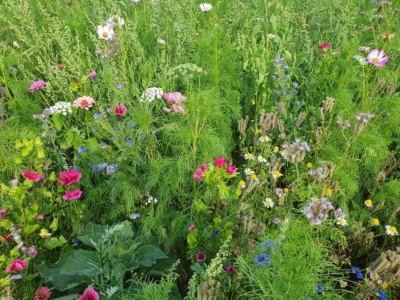 Blühstreifen mit verschieden farbigen Blüten