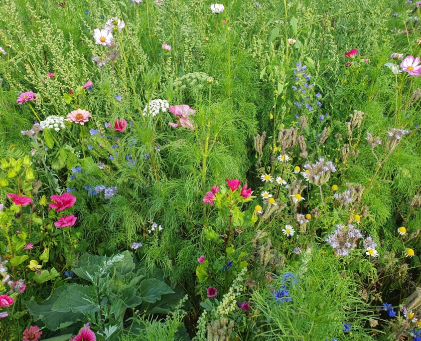 Blühstreifen mit verschieden farbigen Blüten