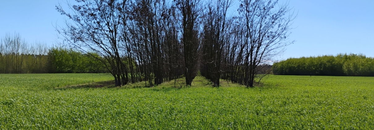 Baumreihen auf einem Feld im Frühjahr