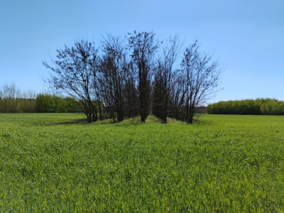 Baumreihen auf einem Feld im Frühjahr